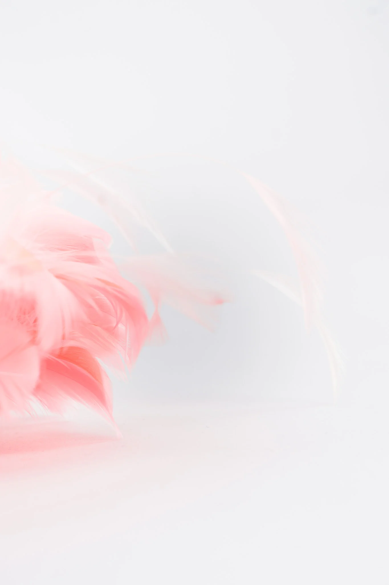 Feather Bomb Haircomb - Image 7
