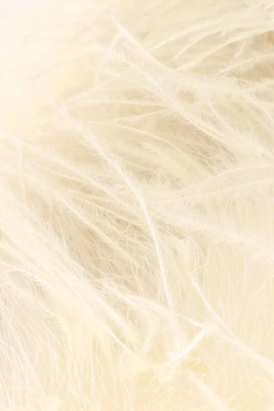 Ostrich Feather Jacket II - Image 8