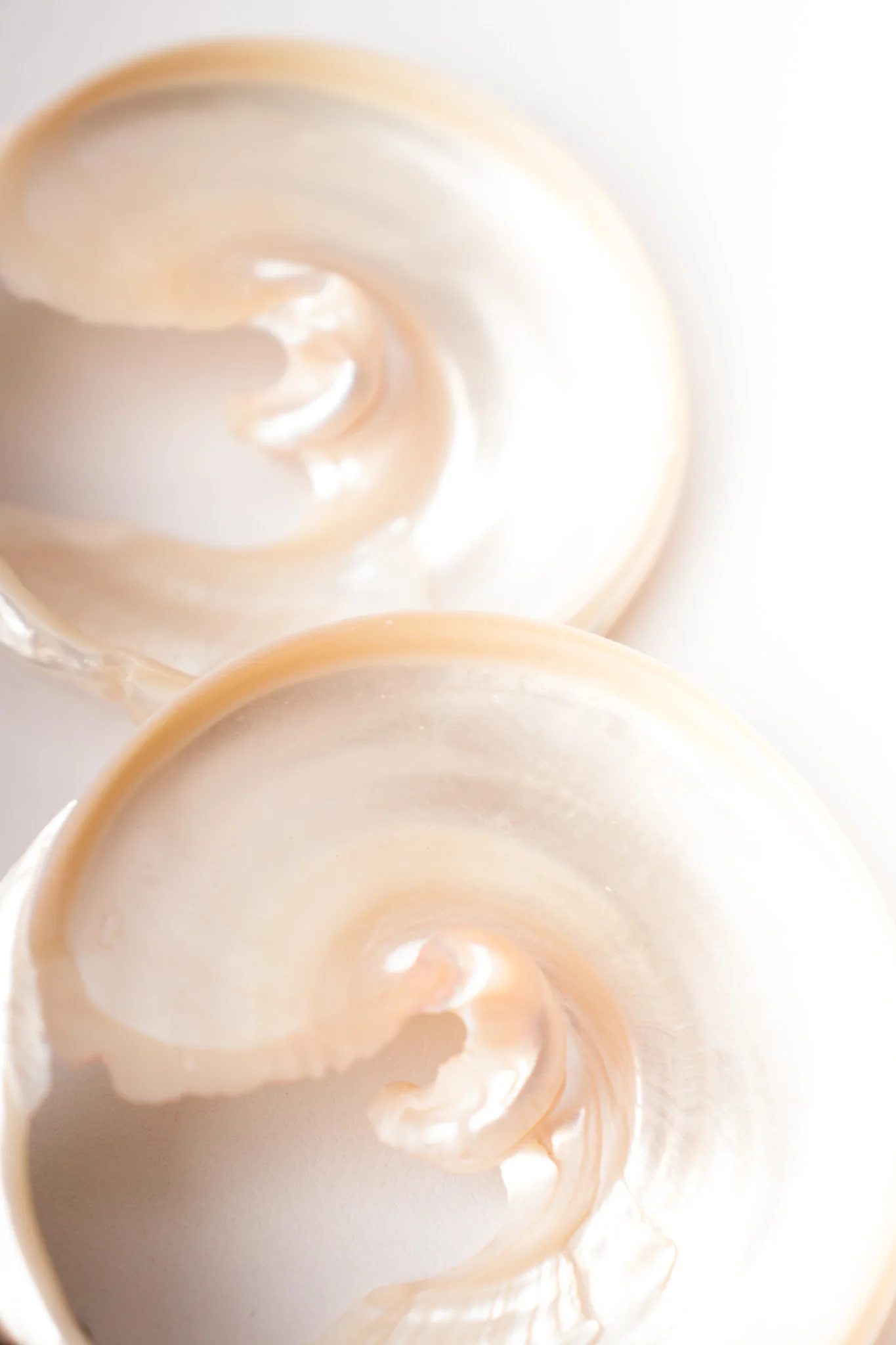 Oversized Shell Earrings - Image 10
