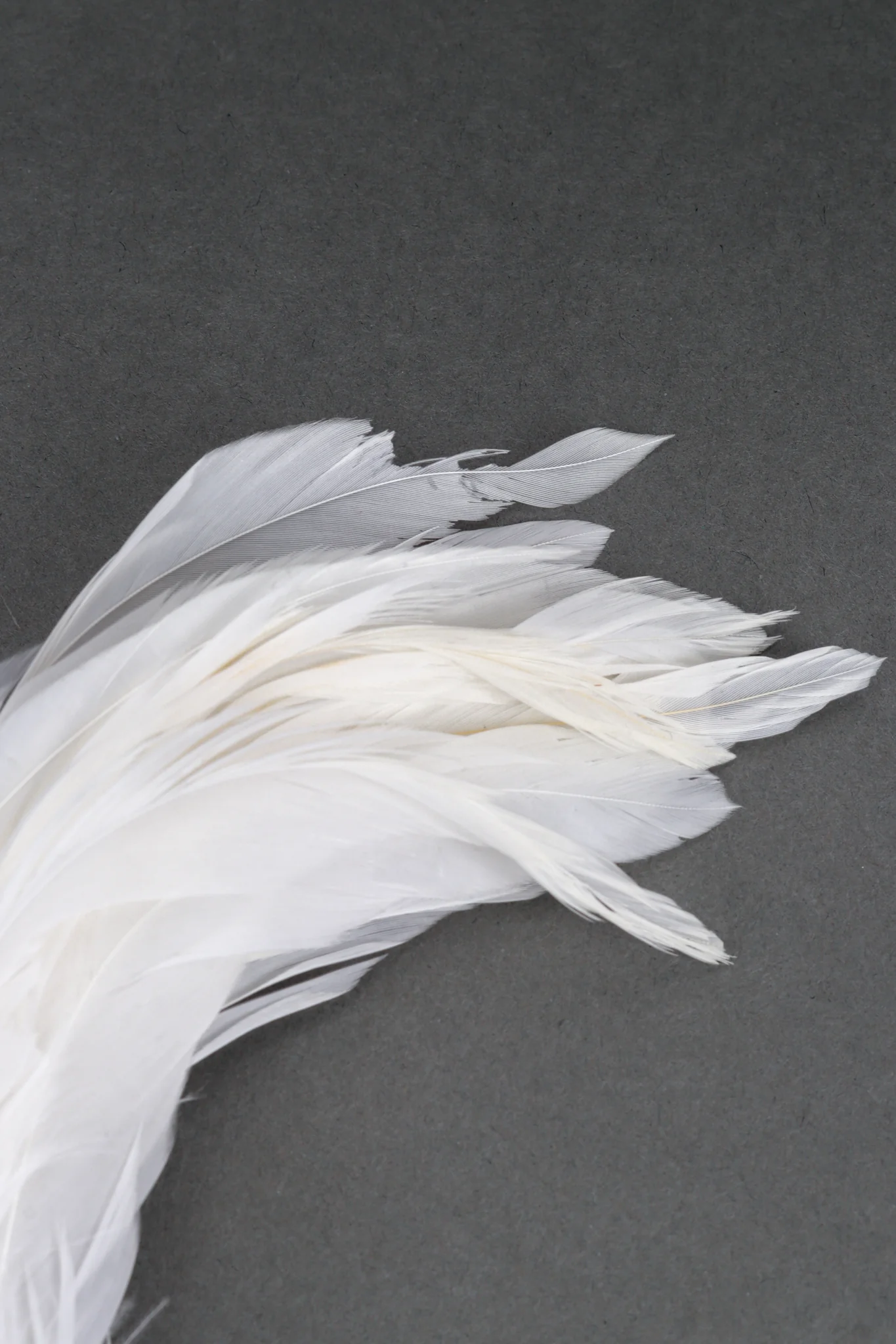 Rhinestone Bird Feather Brooch - Image 4